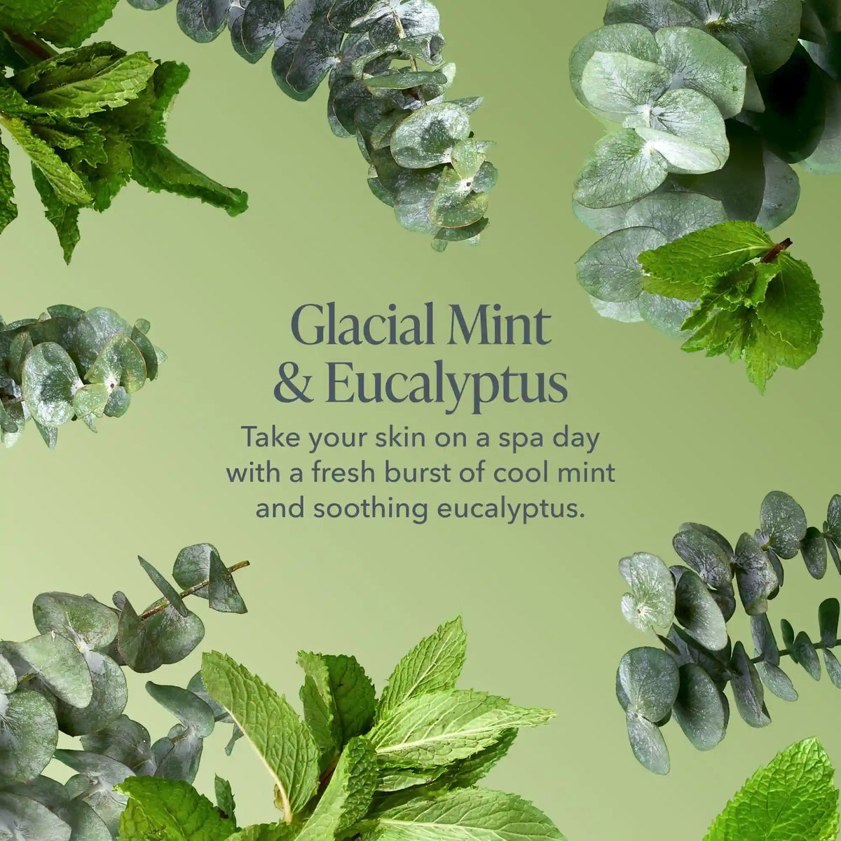 Glacial Mint & Eucalyptus Bodycare Favorites Set