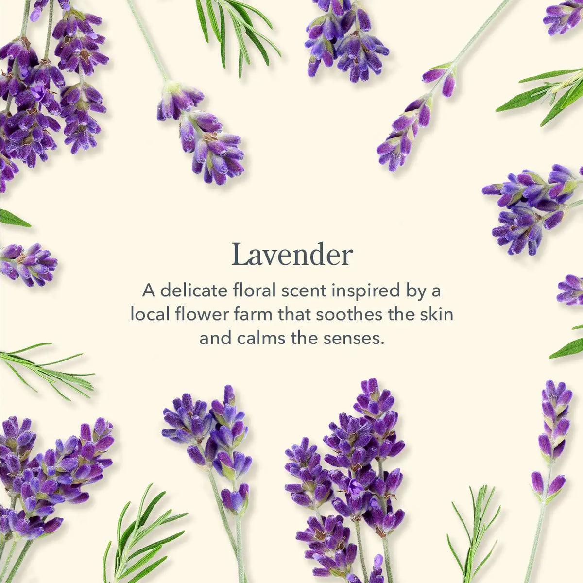 Lavender Face Wipes Set of 4