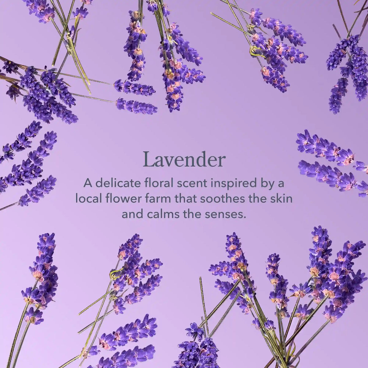 Lavender Bodycare Duo